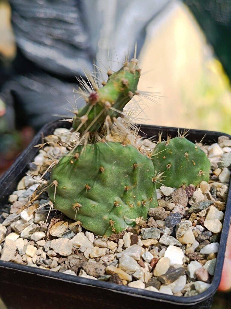Siracactus-Cactus-Tunilla-CV-pinsel.jpg