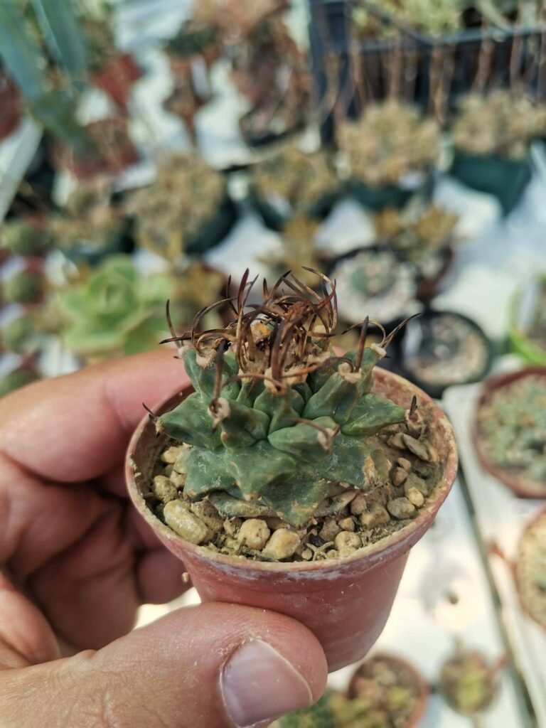 Siracactus-Cactus-Turbinicarpus-alonsoi.jpg