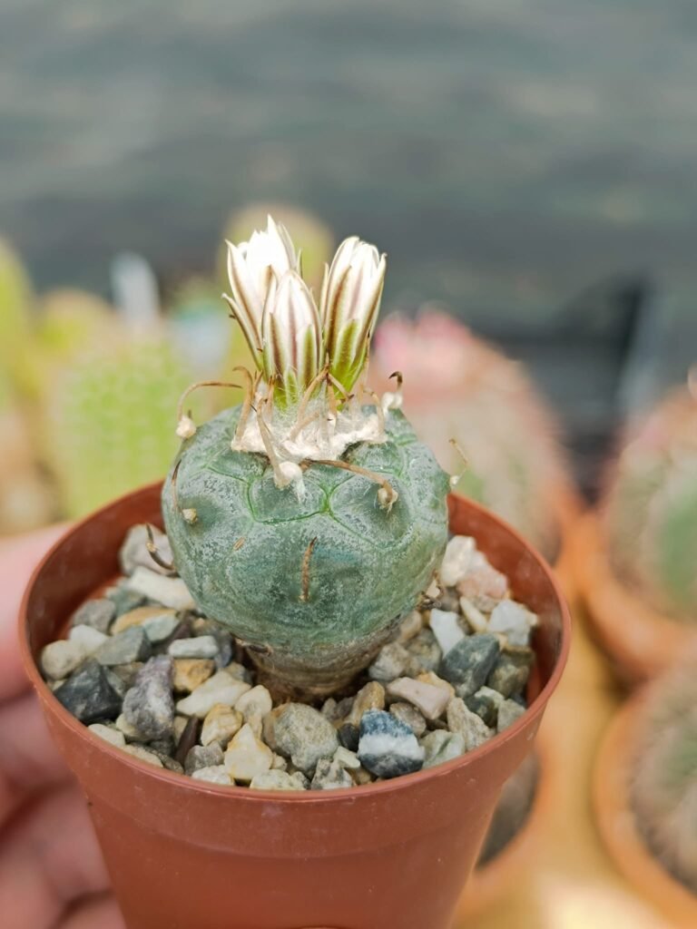 Siracactus-Cactus-Turbinicarpus-polaskii.jpg