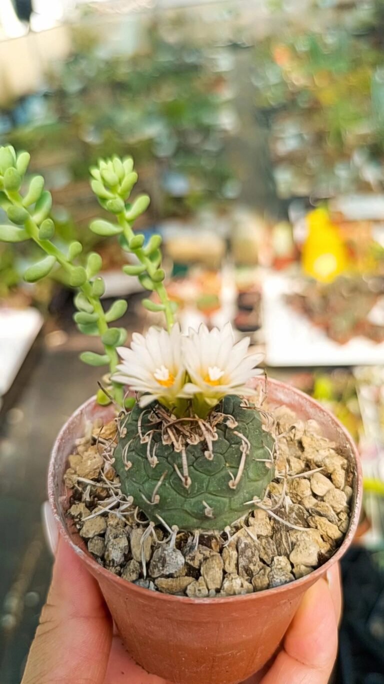 Siracactus-Cactus-Turbinicarpus-sp-1.jpg