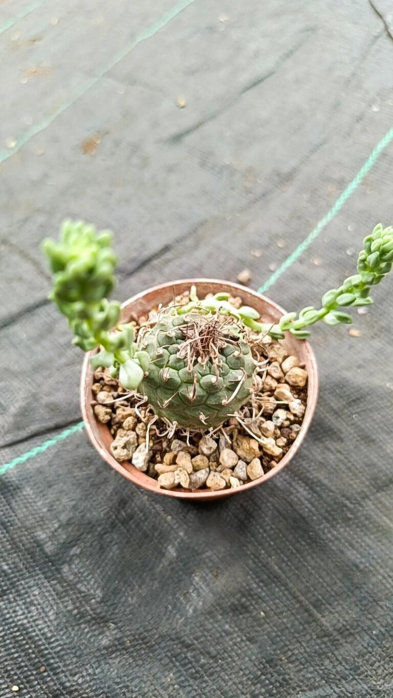 Siracactus-Cactus-Turbinicarpus-sp-burrito.jpg
