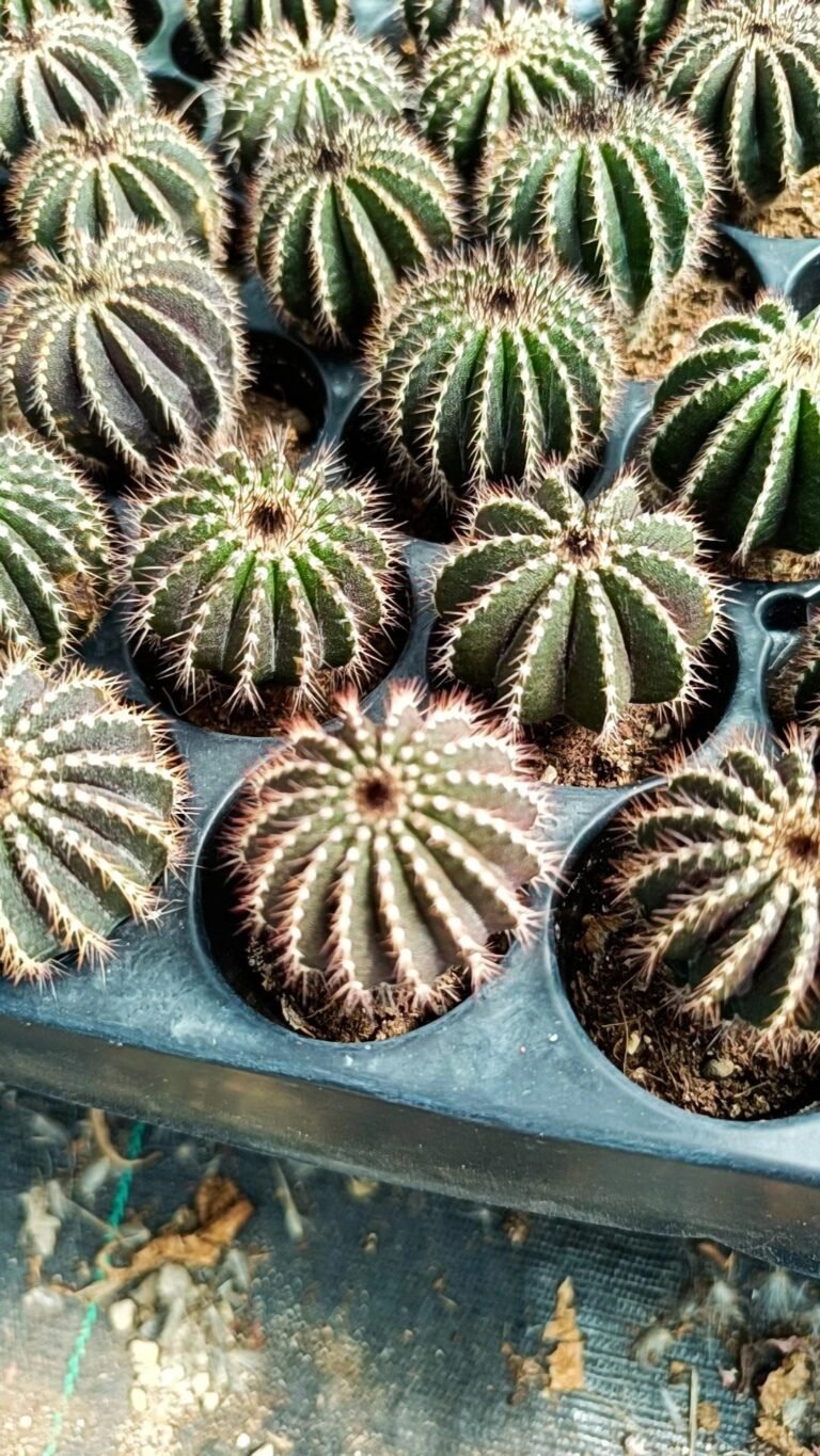 Siracactus-Cactus-Uebelmannia-pectinifera.jpg