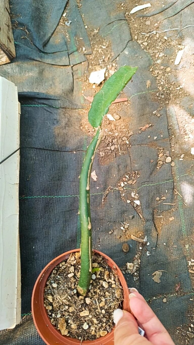 Siracactus-Cactus-Wilmattea-minutiflora.jpg