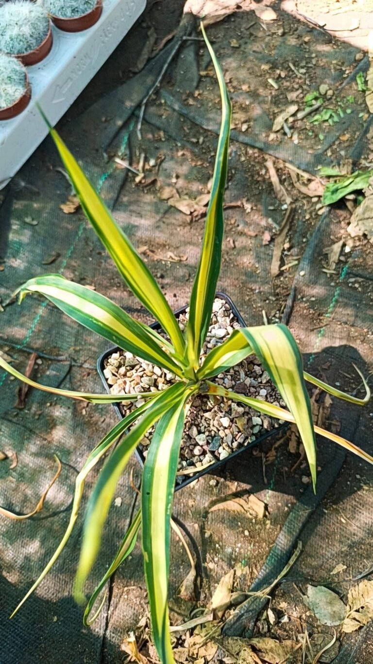 Siracactus-Cactus-Yucca-filamentosa-CV-color-guard-2.jpg