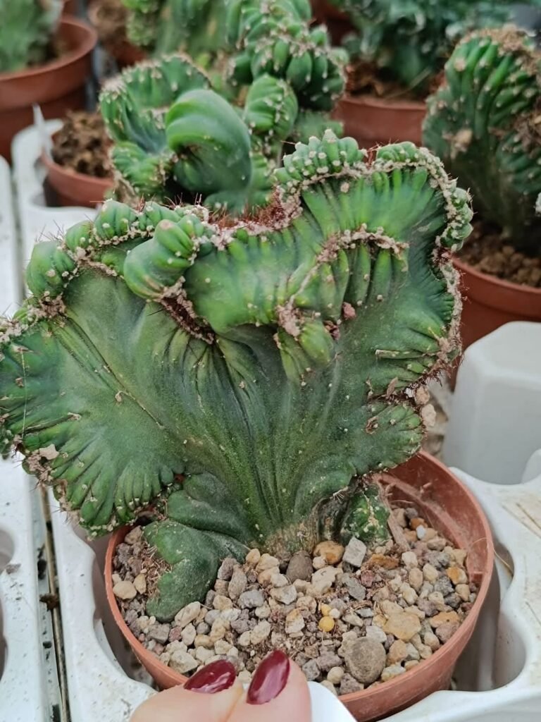 Siracactus-Cactus-cereus-peruvianus-mostruoso-crestato-2.jpg