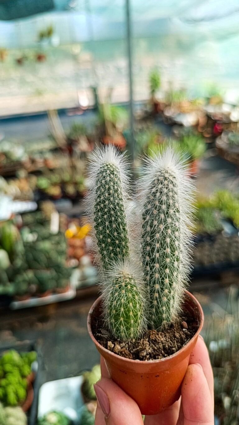 Siracactus-Cactus-cleistocactus-strausii-1.jpg