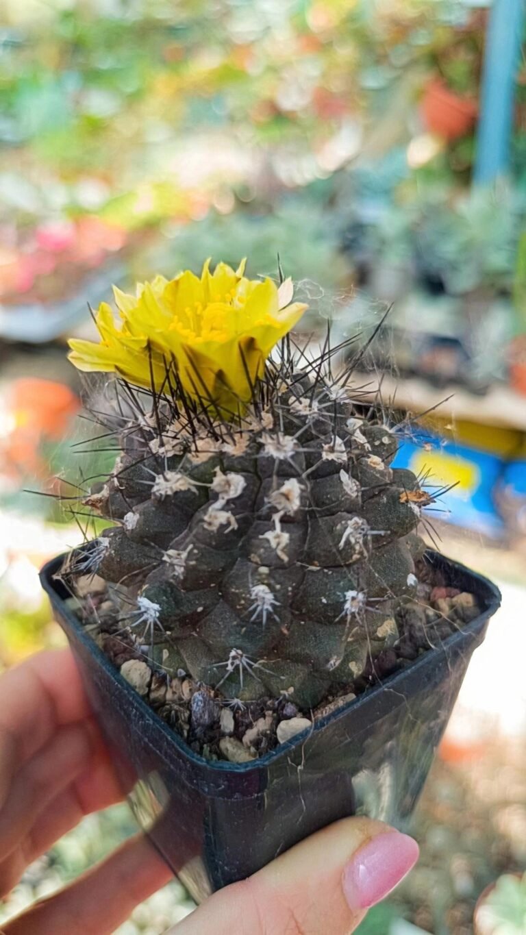 Siracactus-Cactus-copiapoa-humilis-5.jpg