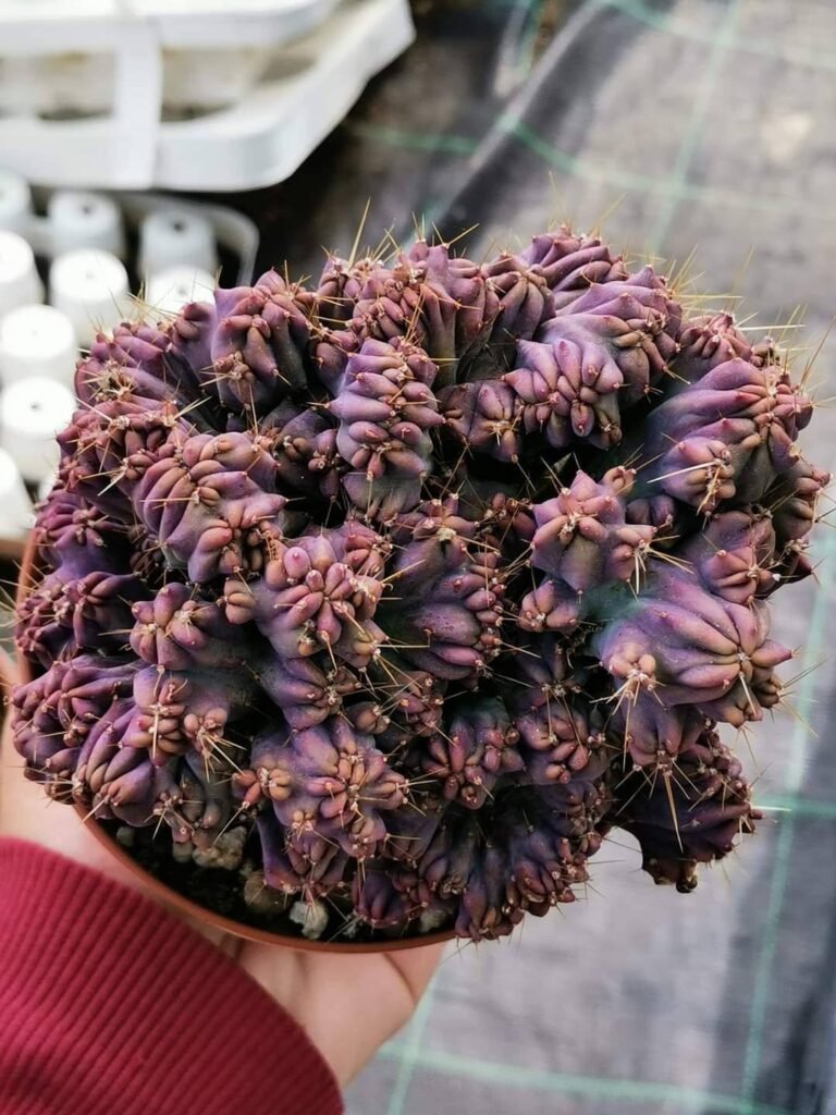 Siracactus-Cactus-cultivar-Myrtillocactus-geometrizans-crestata-f.-Red-2.jpg