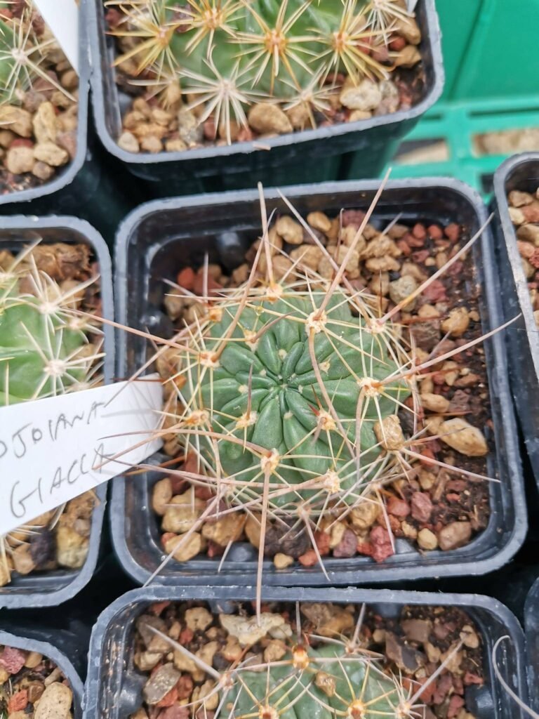 Siracactus-Cactus-lobivia-jajoiana-f.-Giallo.jpg