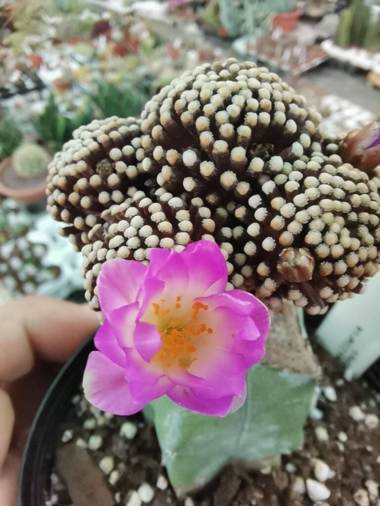 Siracactus-Cactus-mammillaria-luethyi-innestata-2.jpg