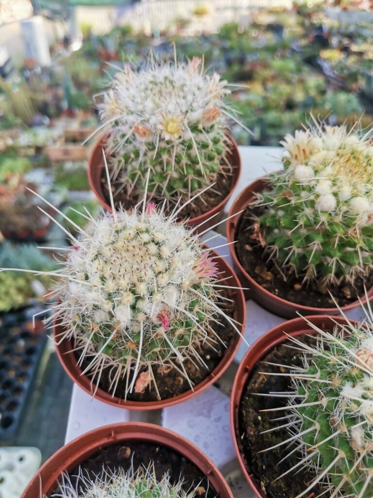 Siracactus-Cactus-mammillaria-nejapensis-3.jpg