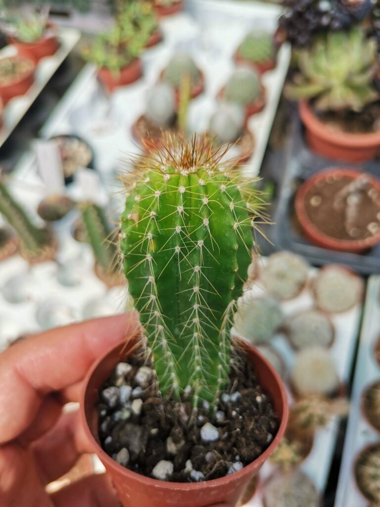 Siracactus-Cactus-neobuxbaumia-polylopha-1.jpg