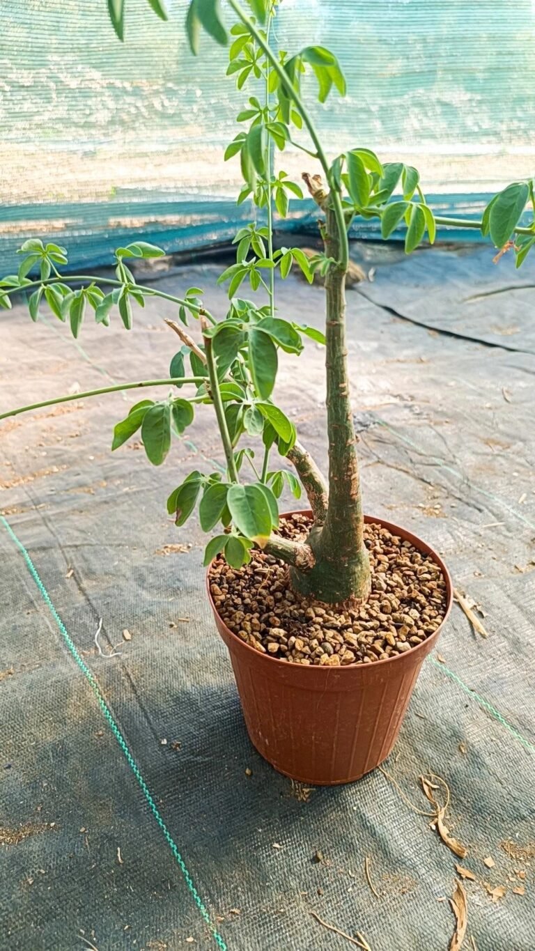 Siracactus-Caudex-Adenia-glauca-big-size-2.jpg