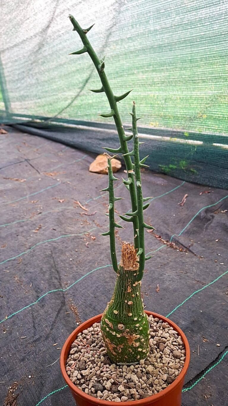 Siracactus-Caudex-Adenia-globosa-1.jpg