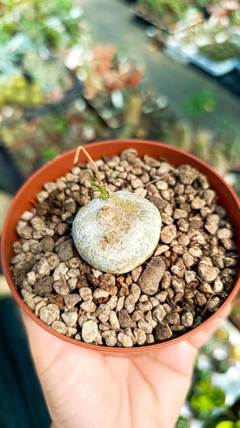 Siracactus-Caudex-Adenia-kirkii.jpg