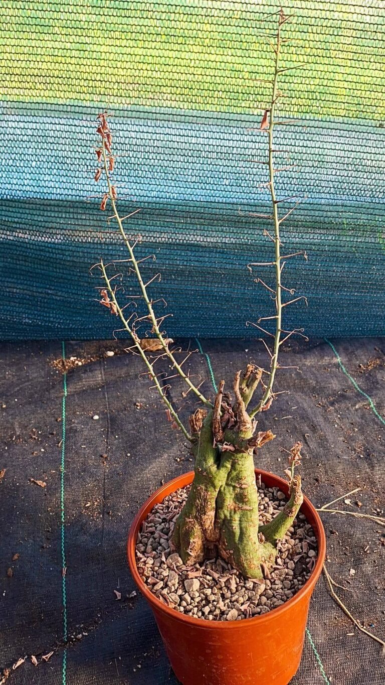 Siracactus-Caudex-Adenia-spinosa-1.jpg