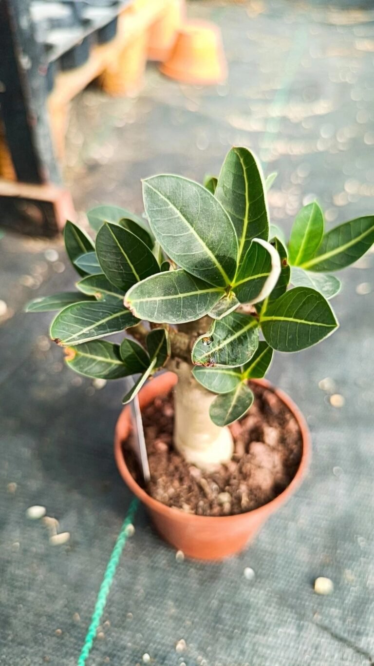 Siracactus-Caudex-Adenium-obesum-4.jpg