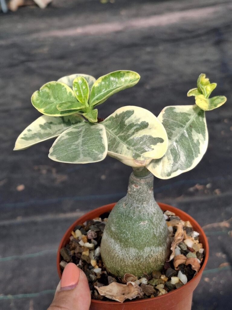 Siracactus-Caudex-Adenium-obesum-scarlet-edge-variegata.jpg