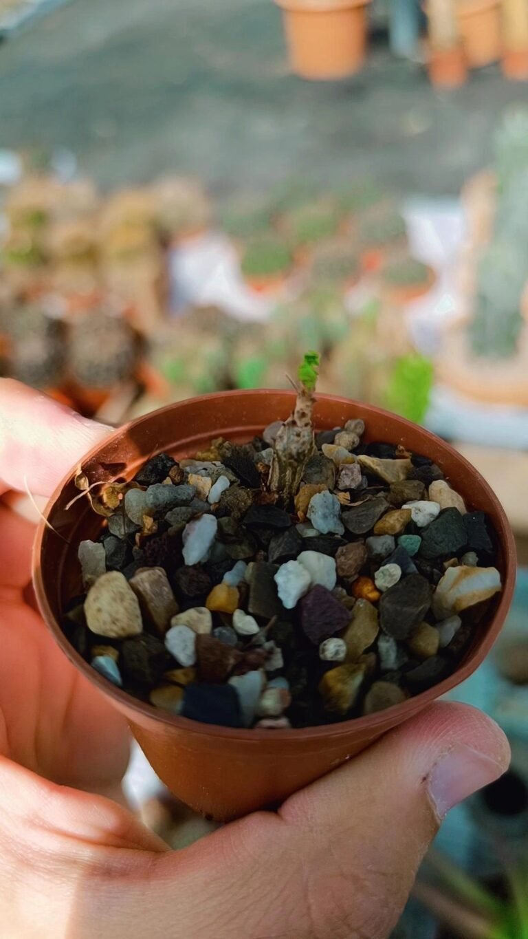 Siracactus-Caudex-Boswellia-neglecta.jpg