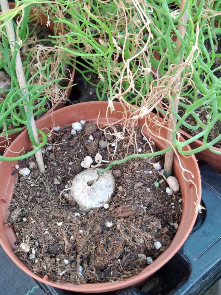 Siracactus-Caudex-Bowiea-volubilis-1.jpg