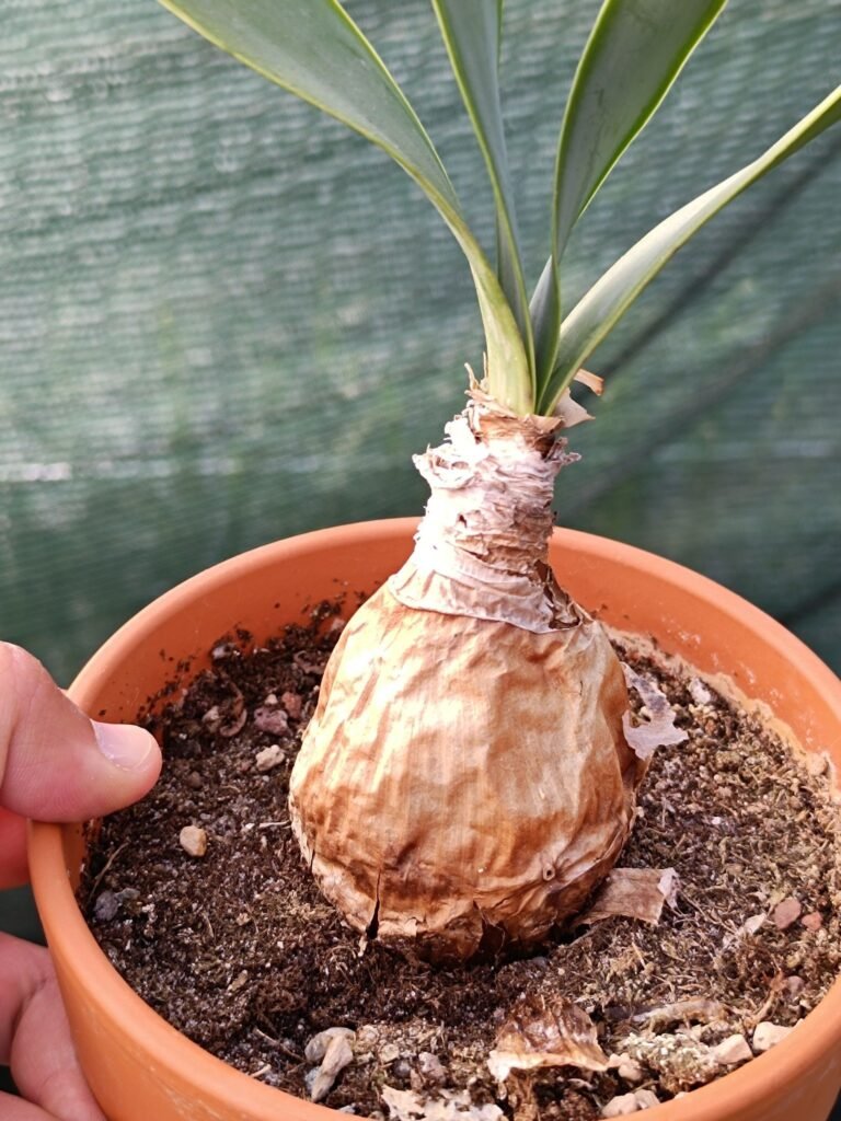 Siracactus-Caudex-Brunsvigia-grandiflora.jpg