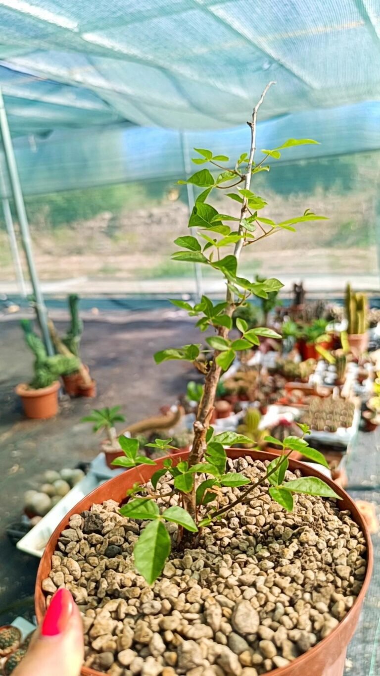 Siracactus-Caudex-Commiphora-SP-ambovonosokafana.jpg