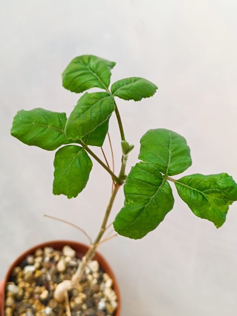 Siracactus-Caudex-Commiphora-edulis-v.-Holoserica-Kenya-1.jpg