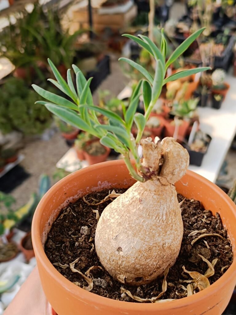 Siracactus-Caudex-Euphorbia-trichadenia.jpg