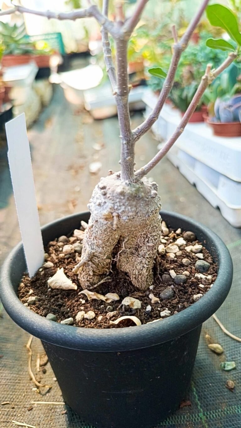 Siracactus-Caudex-Fockea-edulis-1.jpg