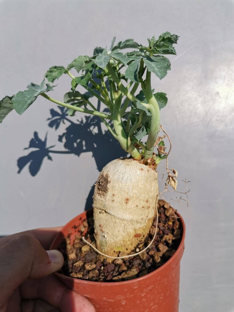 Siracactus-Caudex-Jatropha-berlandieri-2.jpg