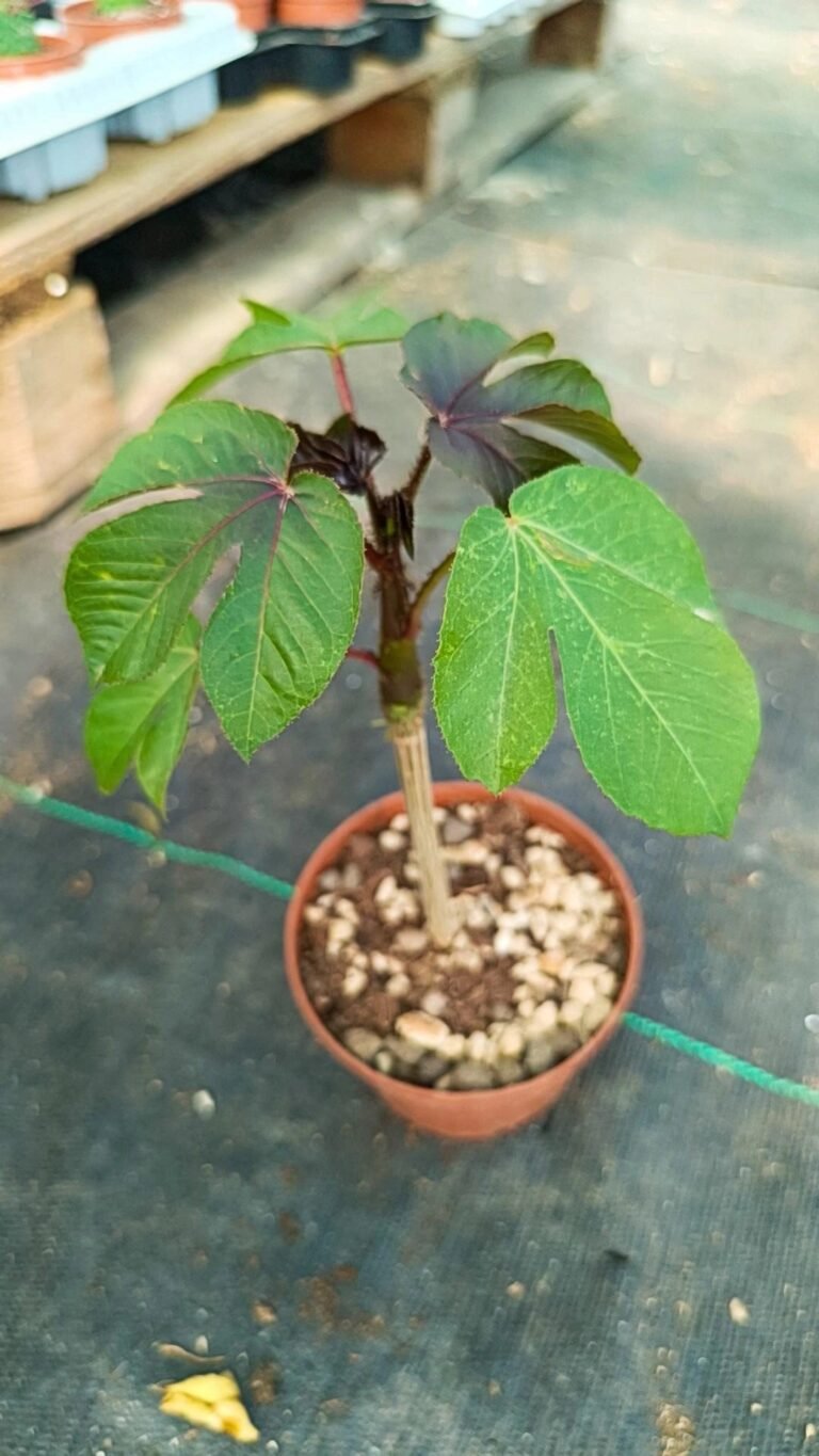 Siracactus-Caudex-Jatropha-gossypiifolia.jpg