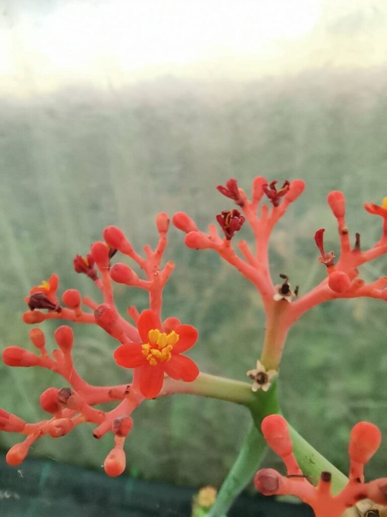 Siracactus-Caudex-Jatropha-podagrica.jpg