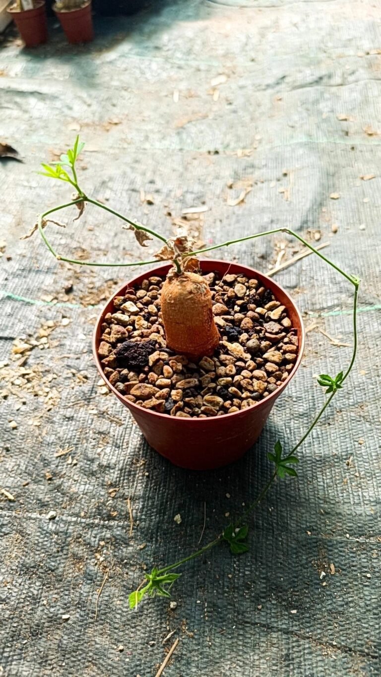 Siracactus-Caudex-Kedrostis-africana.jpg