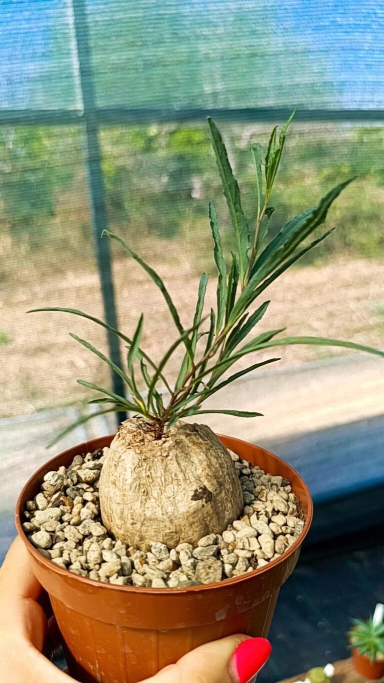 Siracactus-Caudex-Merremia-holubii.jpg