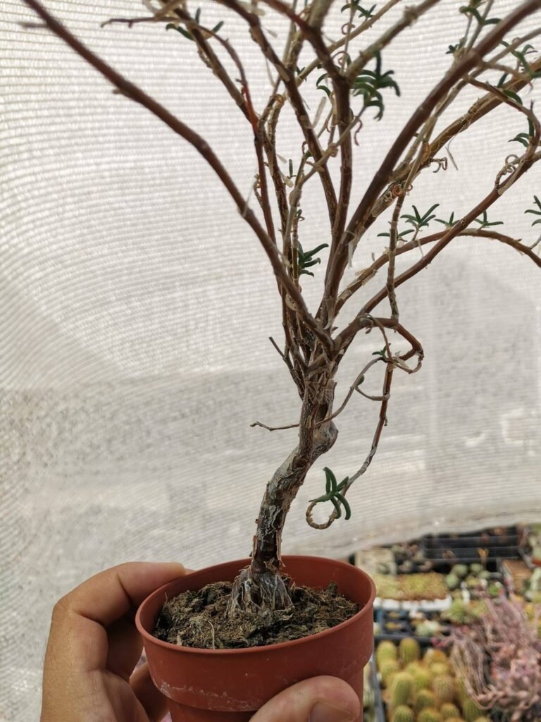 Siracactus-Caudex-Mestoklema-tuberosus-4.jpg