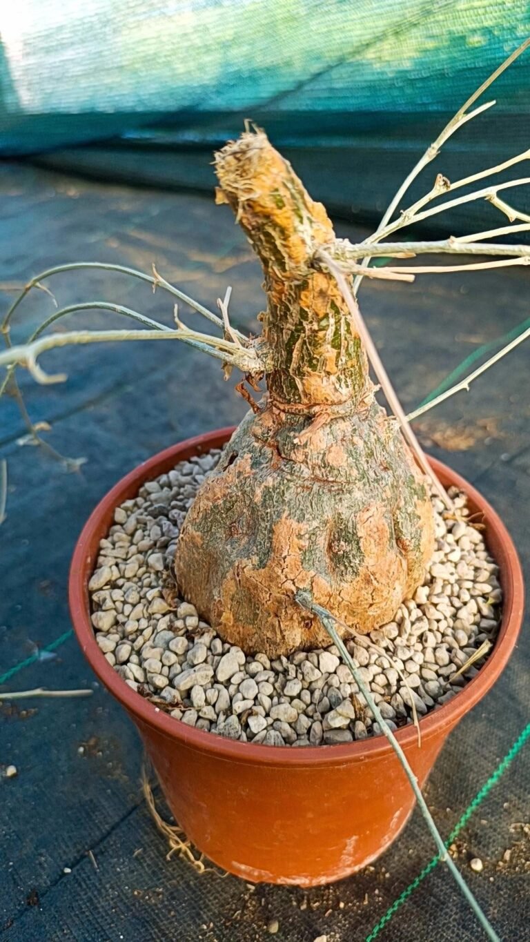 Siracactus-Caudex-Momordica-boivinii-1.jpg