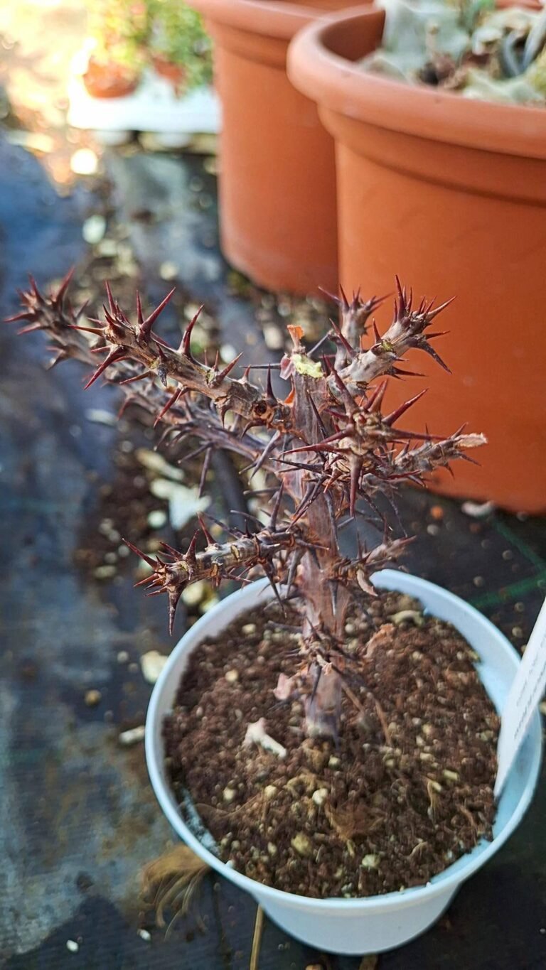 Siracactus-Caudex-Monadenium-biselegans.jpg