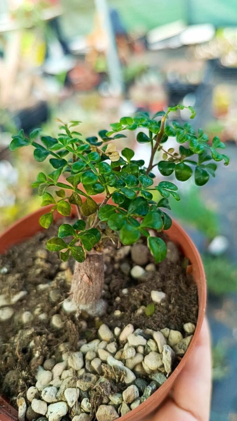Siracactus-Caudex-Operculicarya-pachypus-1.jpg