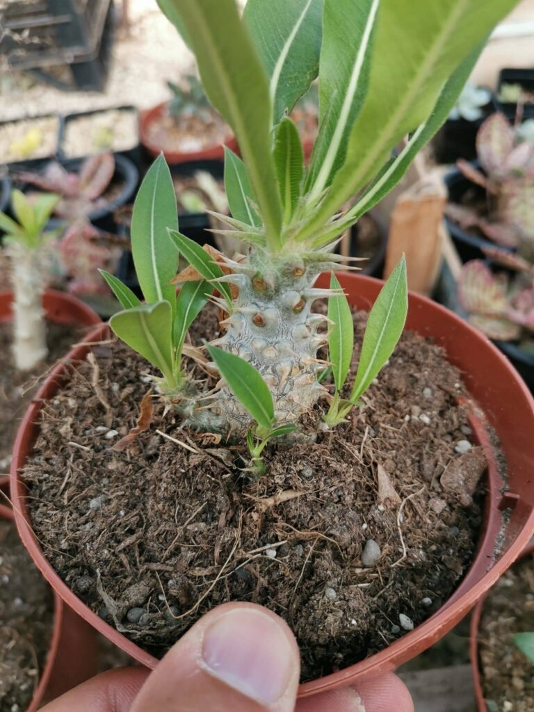 Siracactus-Caudex-Pachypodium-densiflorum.jpg