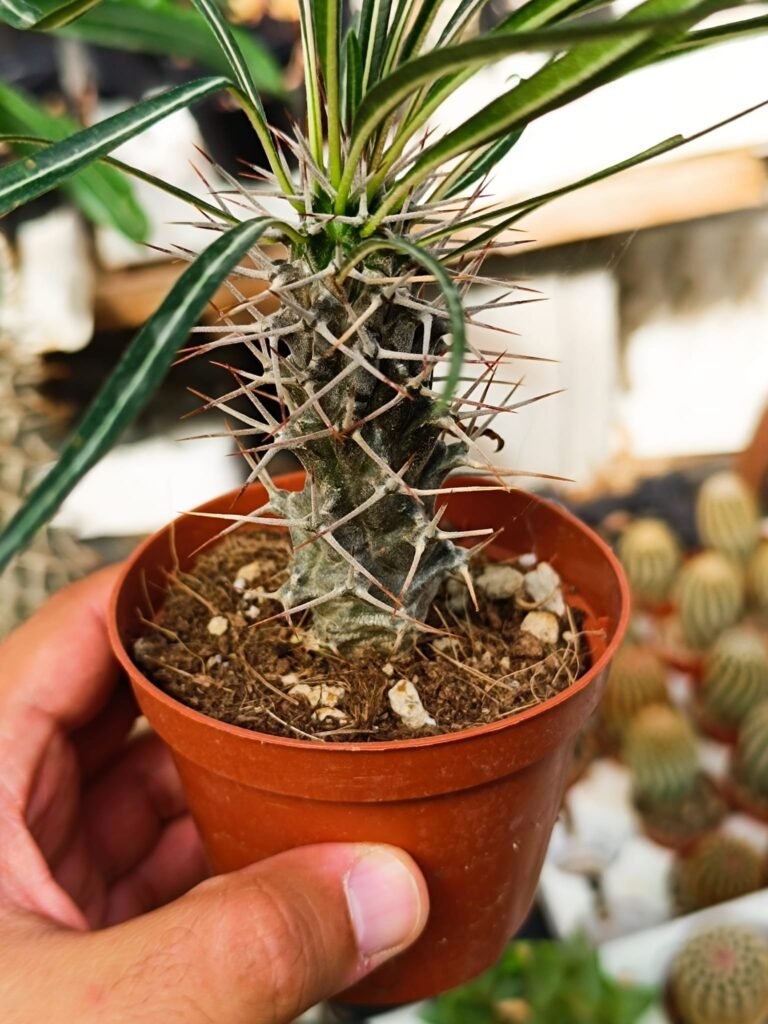 Siracactus-Caudex-Pachypodium-geayi.jpg