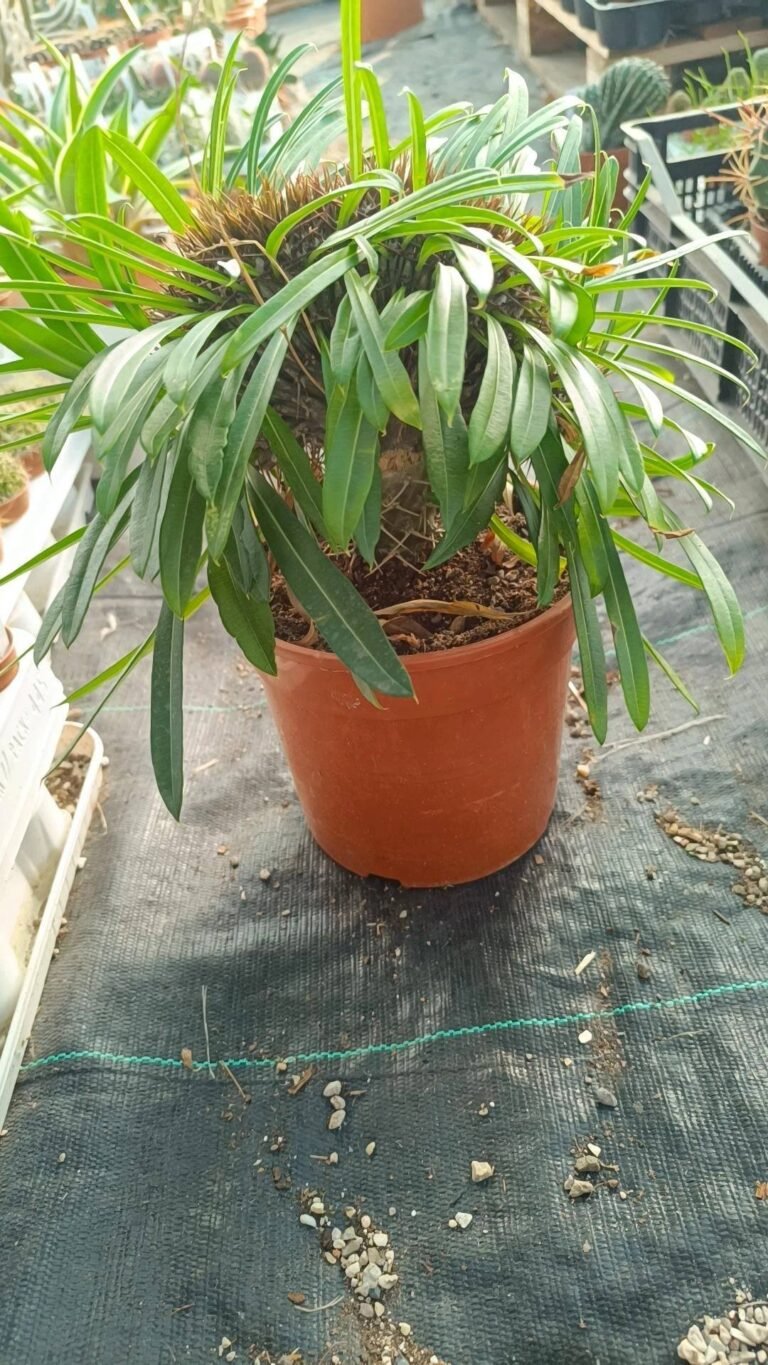 Siracactus-Caudex-Pachypodium-lamerei-crestata-big-2.jpg