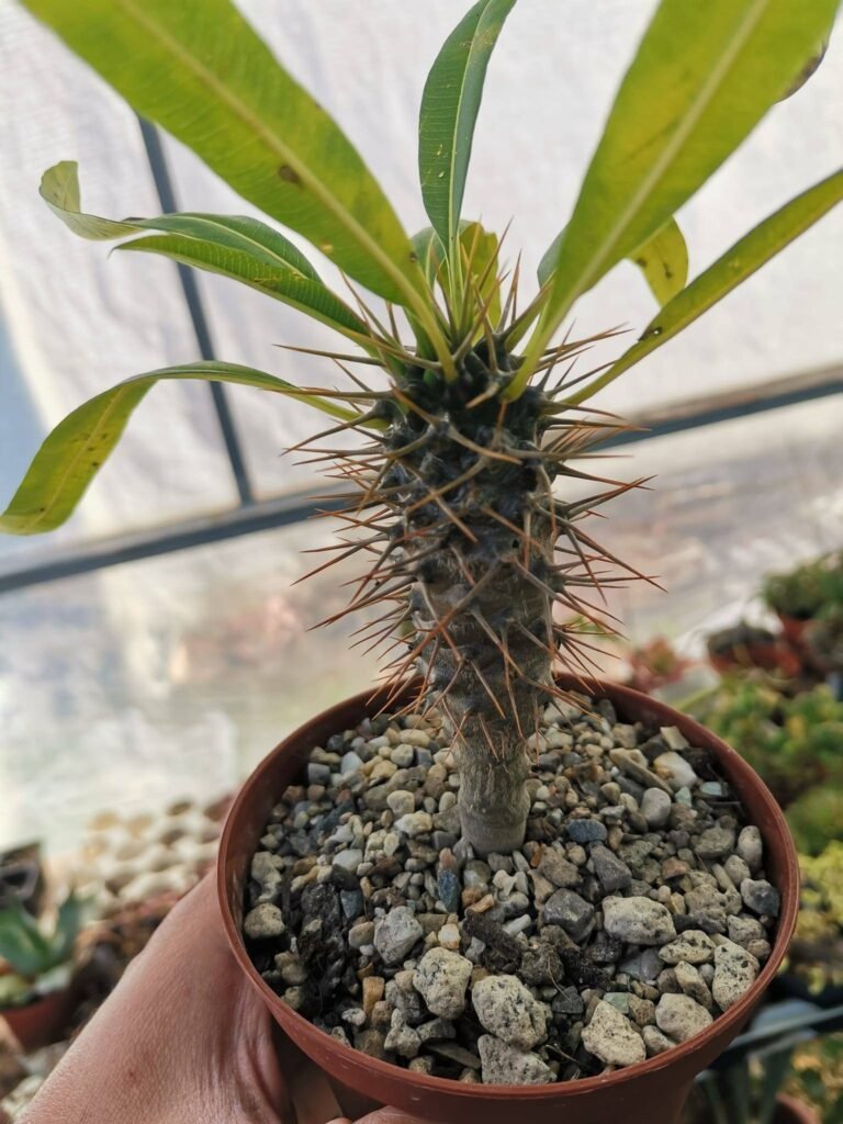 Siracactus-Caudex-Pachypodium-lamerei-fo.-Fiherense.jpg