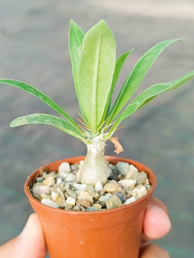 Siracactus-Caudex-Pachypodium-lealii.jpg