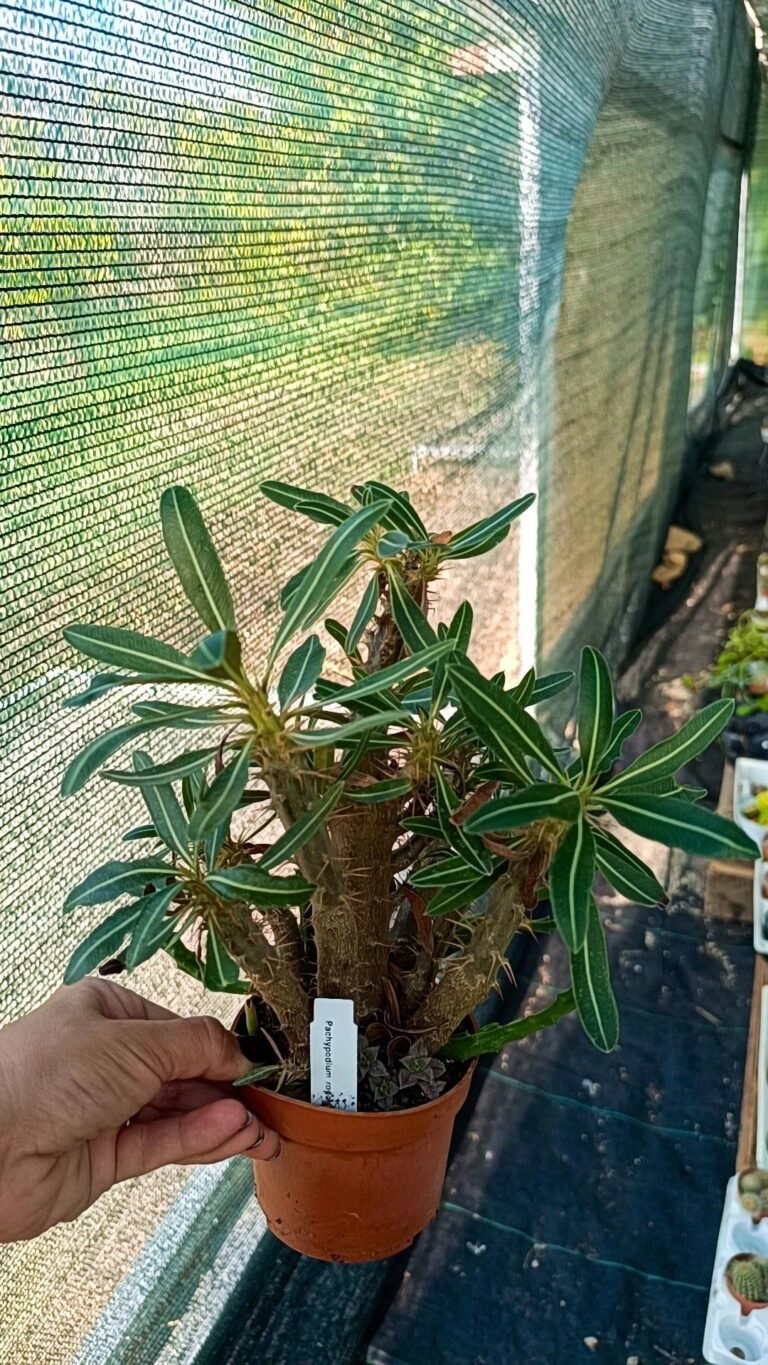 Siracactus-Caudex-Pachypodium-rosulatum-3.jpg