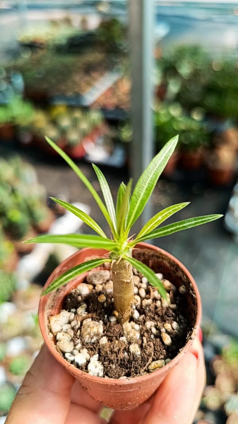 Siracactus-Caudex-Pachypodium-rosulatum.jpg