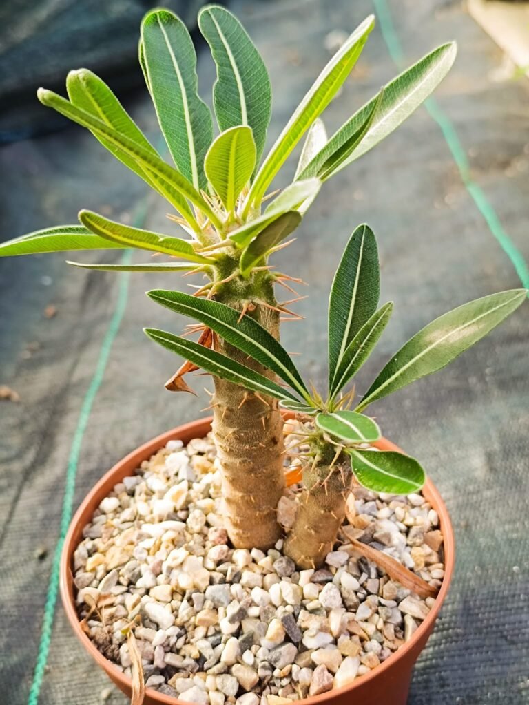 Siracactus-Caudex-Pachypodium-rosulatum-v.-Gracilius-1.jpg