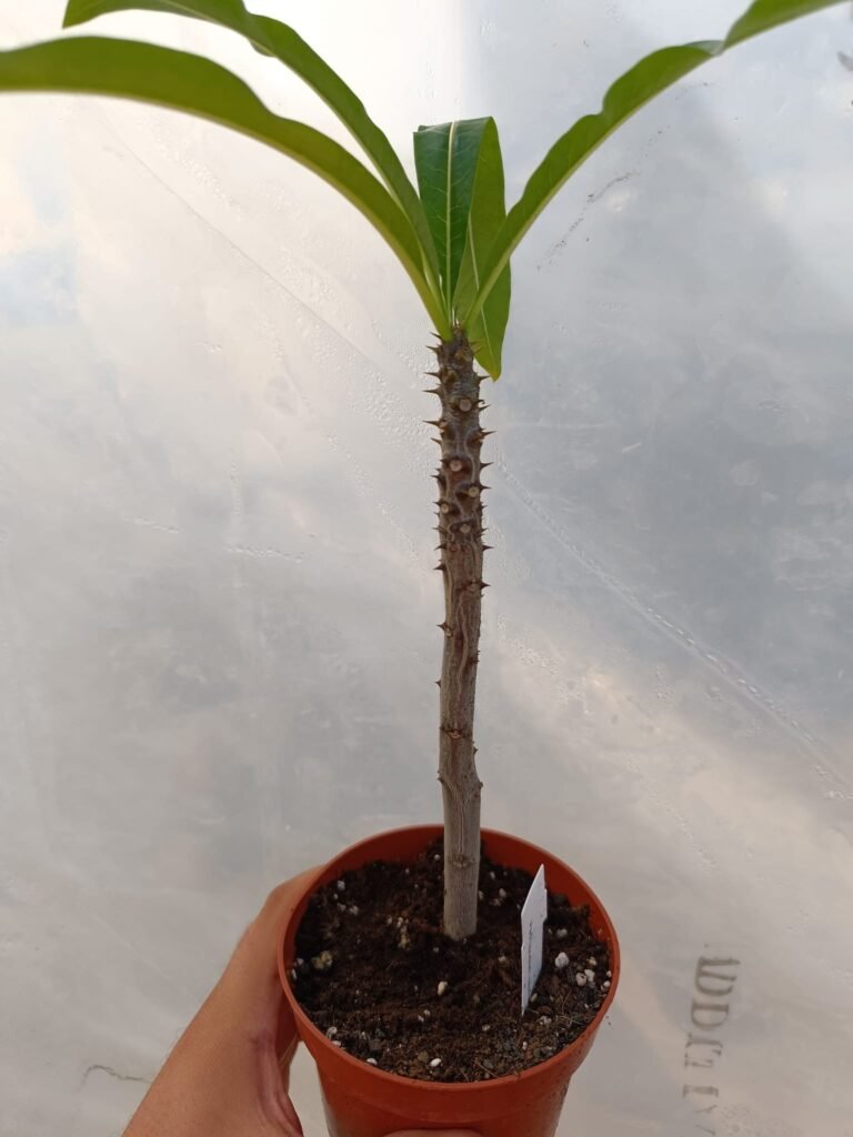 Siracactus-Caudex-Pachypodium-rutenbergianum.jpg