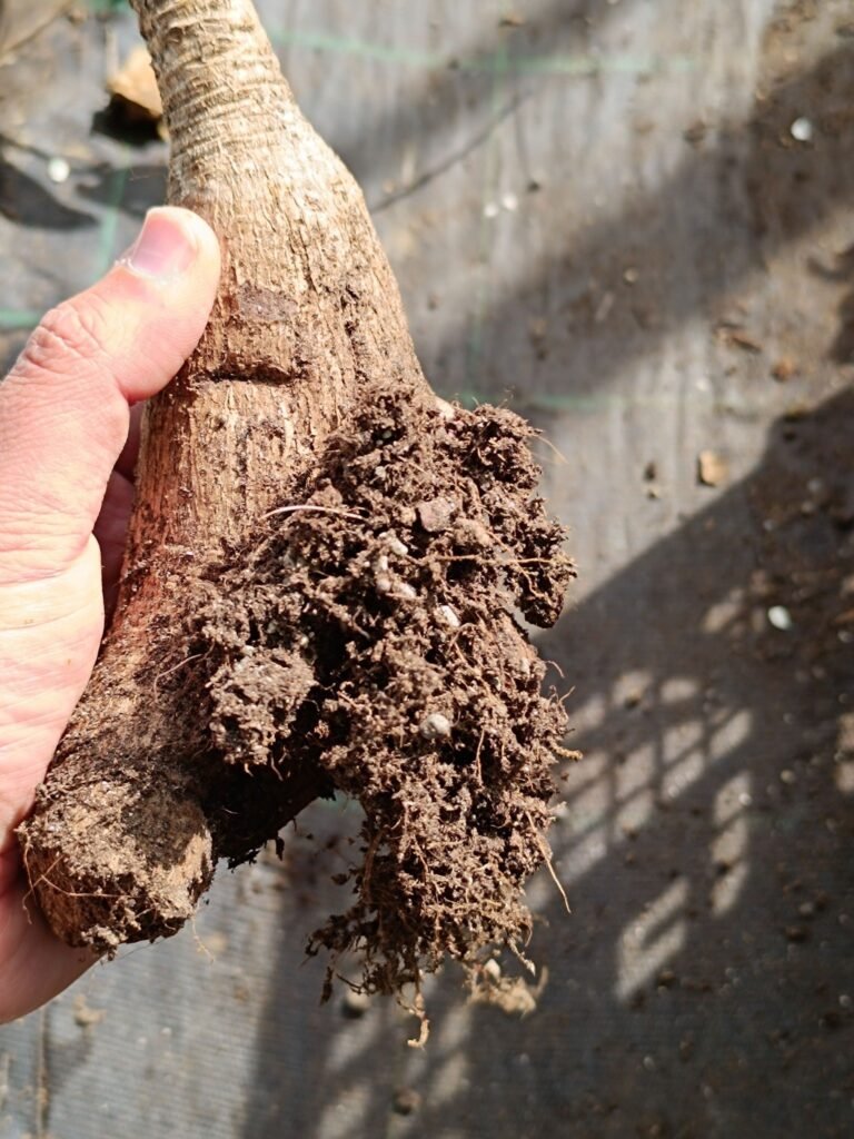 Siracactus-Caudex-Phyllanthus-mirabilis-2.jpg
