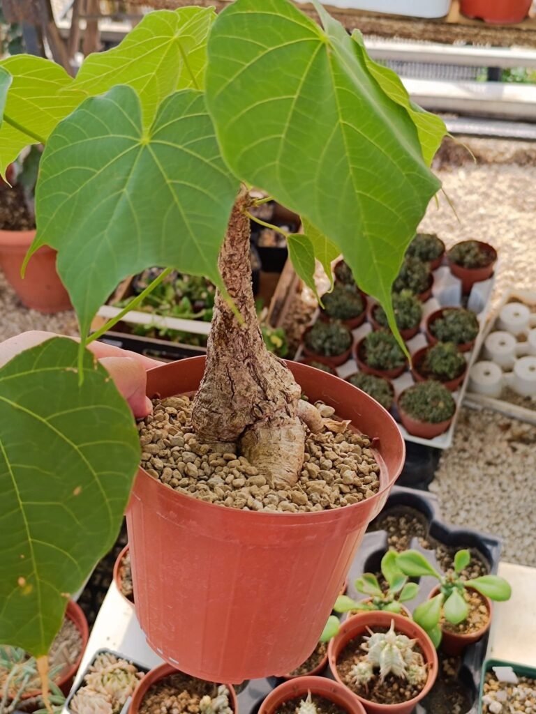 Siracactus-Caudex-Sterculia-colorata-2-1.jpg