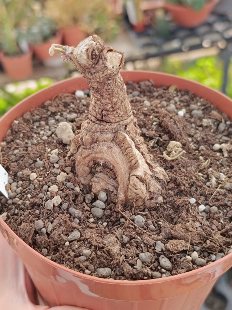 Siracactus-Caudex-Sterculia-odorata-1.jpg